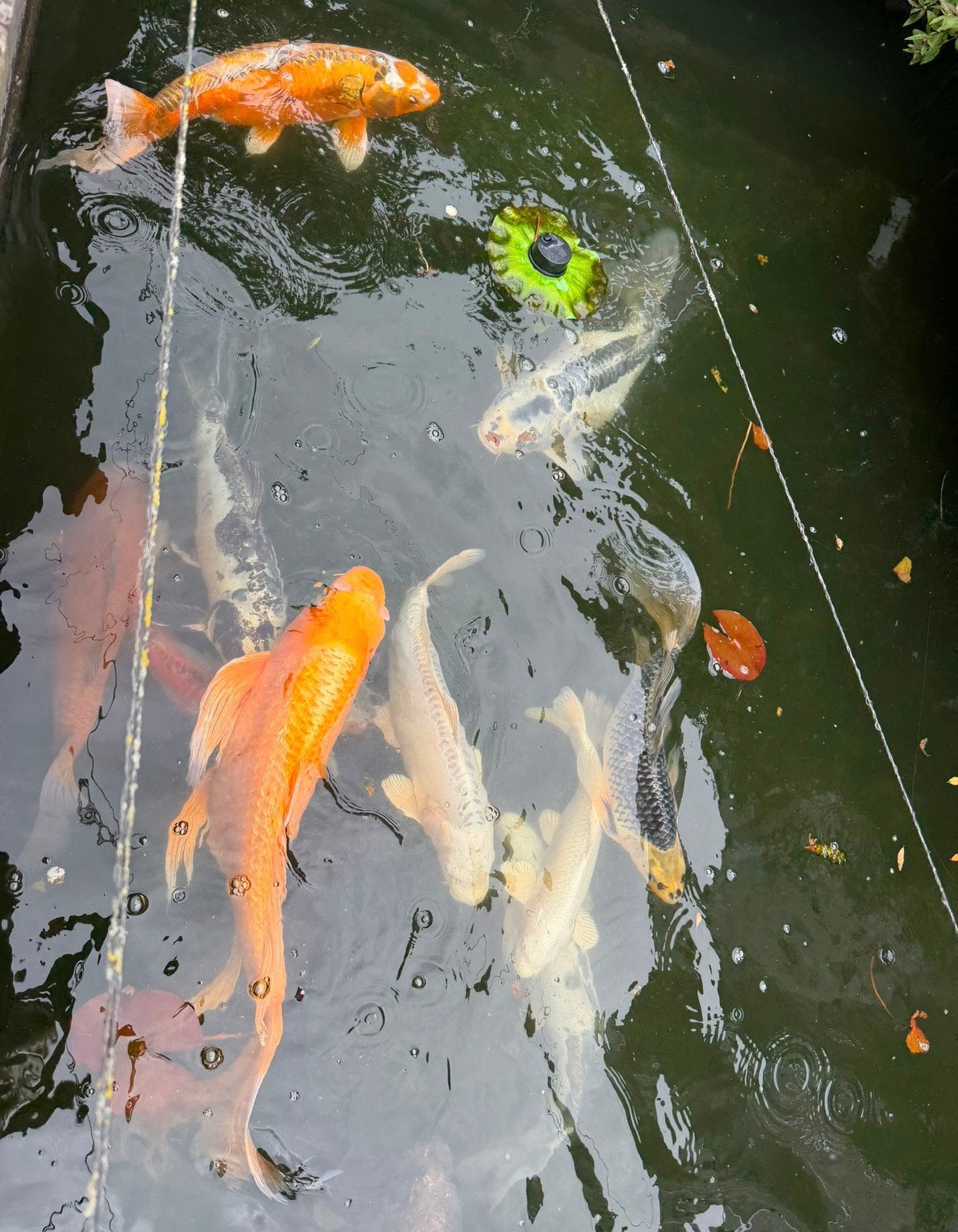 Koi karpers te koop - ongeveer 15-17 stuk, Dieren en Toebehoren, Vissen | Vijvervissen, Karper of Koi