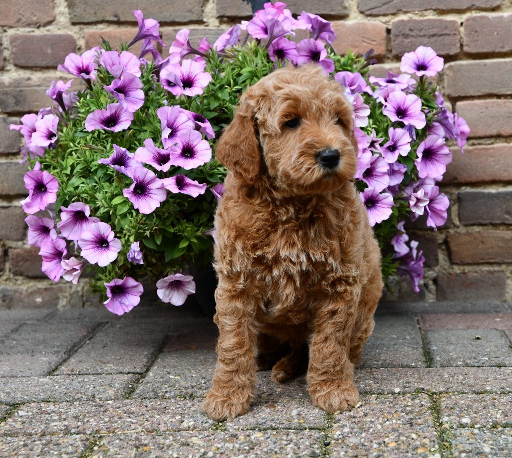 Australian labradoodle pups uit geteste ouders, Nederland, Overige rassen, CDV (hondenziekte), 8 tot 15 weken