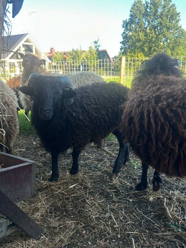 Ouessant rammetje te koop, Ophalen, Nieuw, Overige diersoorten