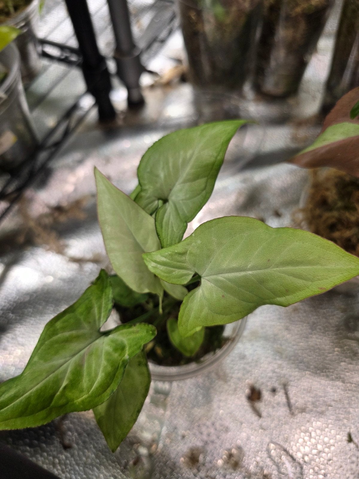 Syngonium confetti, Huis en Inrichting, Ophalen of Verzenden, Halfschaduw, Minder dan 100 cm