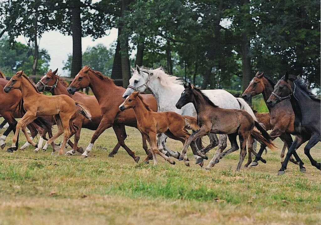 Paarden gaan in galop 109, Verzenden, 1980 tot heden, Ongelopen, Paard