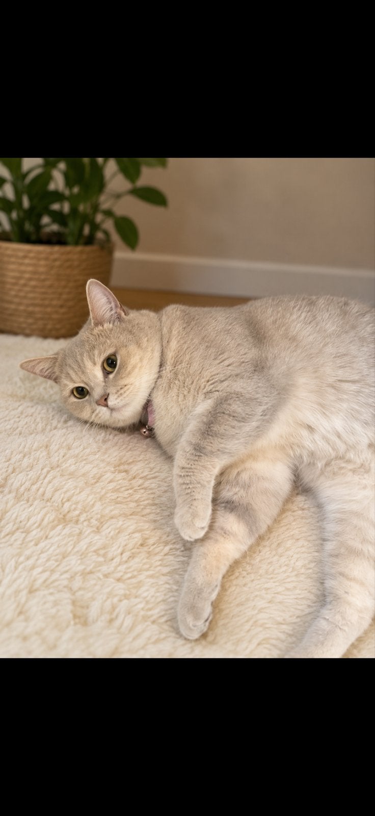 Britse korthaar, Dieren en Toebehoren, Katten en Kittens | Overige Katten, Poes