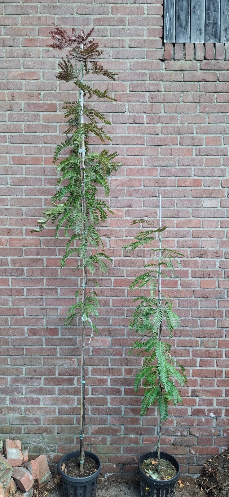 Gleditsia 'Rubylace', rode valse christusdoorn, Ophalen