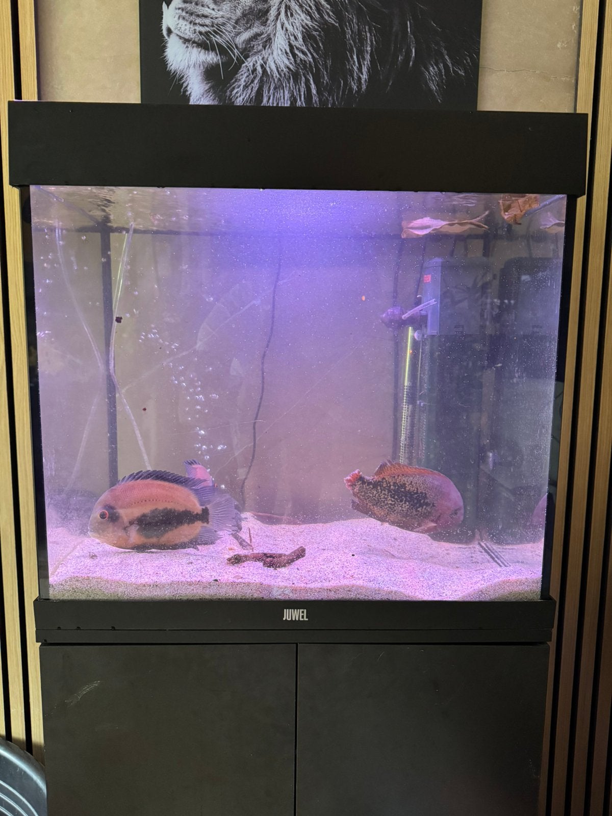 Juwel 125, Ophalen, Zo goed als nieuw, Gevuld zoetwateraquarium