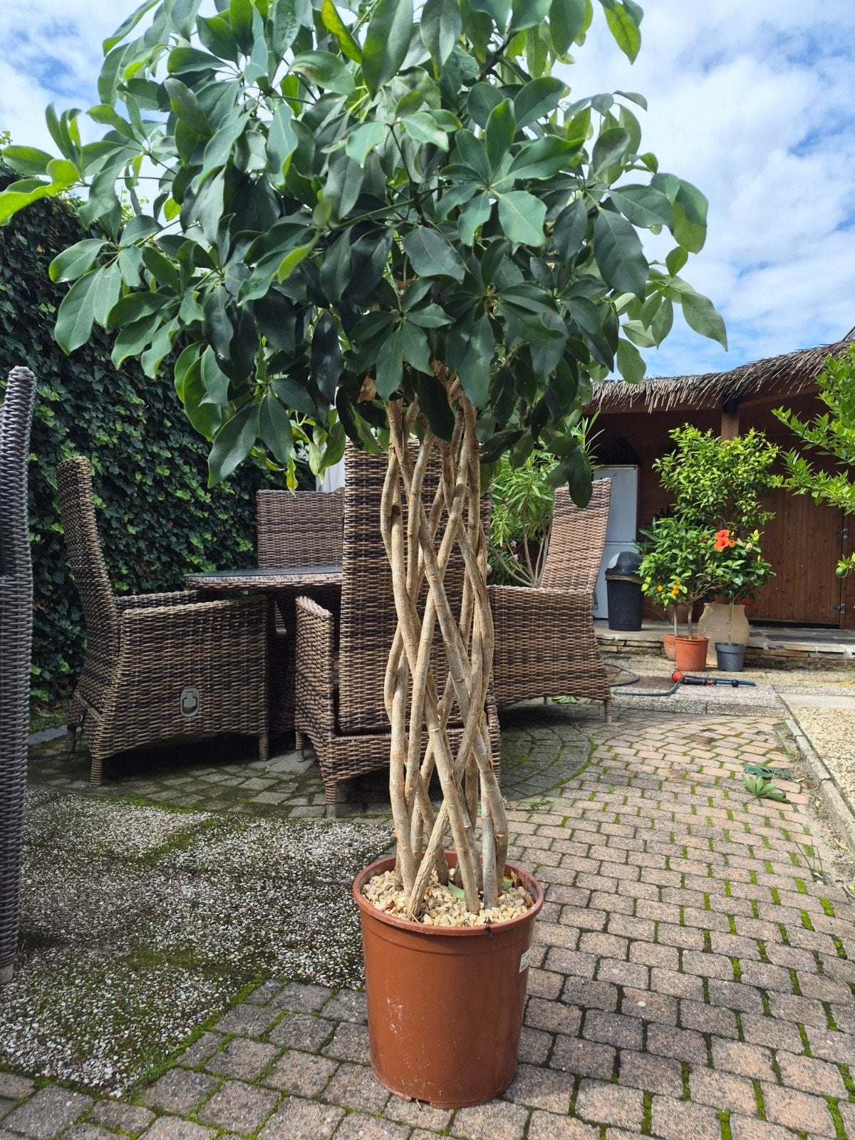 Prachtige Schefflera met gevlochten stam potmaat 30, Ophalen, Overige soorten, Halfschaduw, In pot