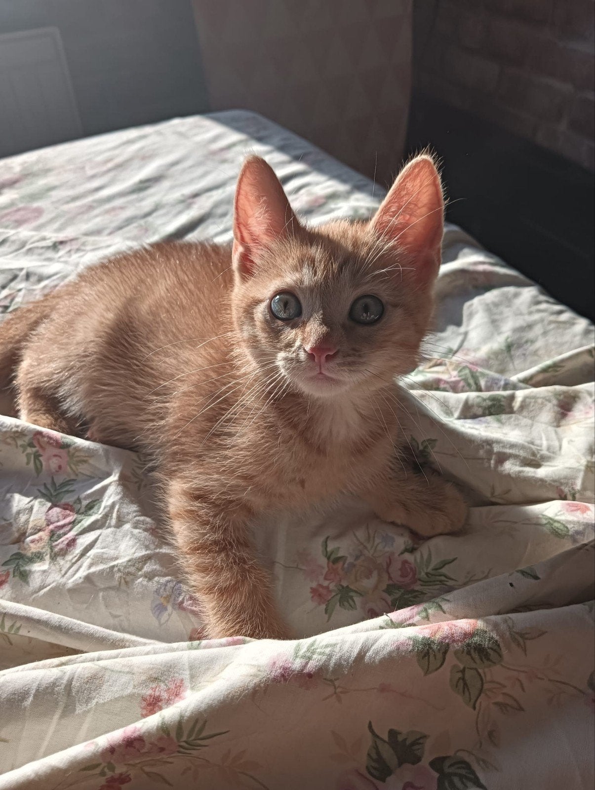Nog 1 rode kater en een poes te koop( kater gereserveerd), Kater