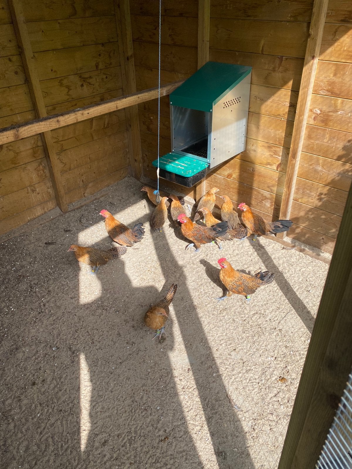 Friesegoudpel kriel kippen, Dieren en Toebehoren, Pluimvee, Meerdere dieren, Kip