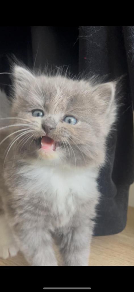 Te Koop: prachtige Ragdoll x Noorse Boskat kittens!, Meerdere dieren, Ontwormd