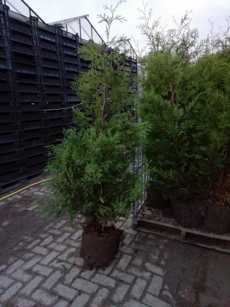 Thuja Brabant 180cm - Mooie volle conifeer, Ophalen, 100 tot 250 cm