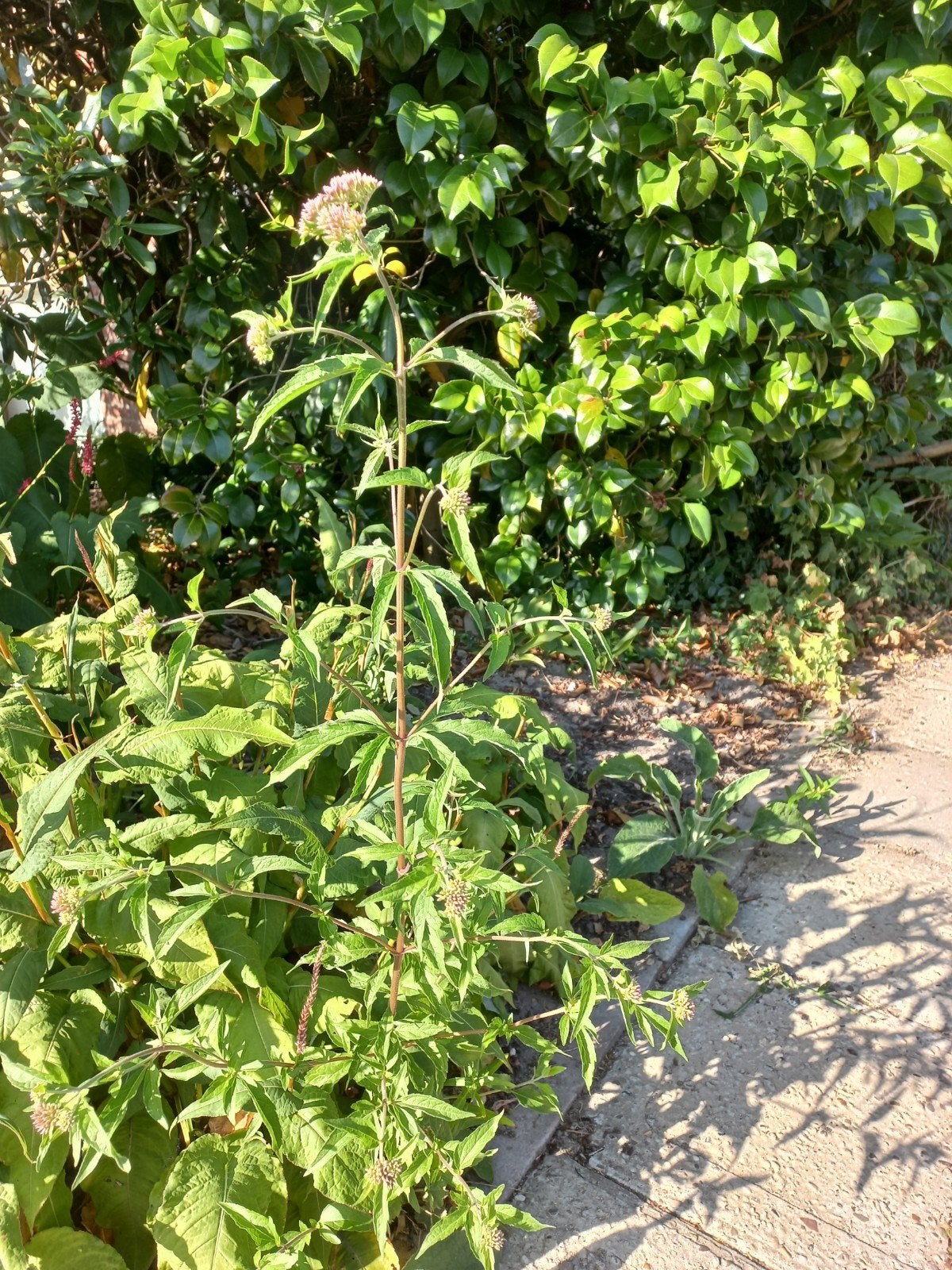 Koninginnekruid stek roze vaste plant tuin, Ophalen, Overige soorten, Struik, Minder dan 100 cm