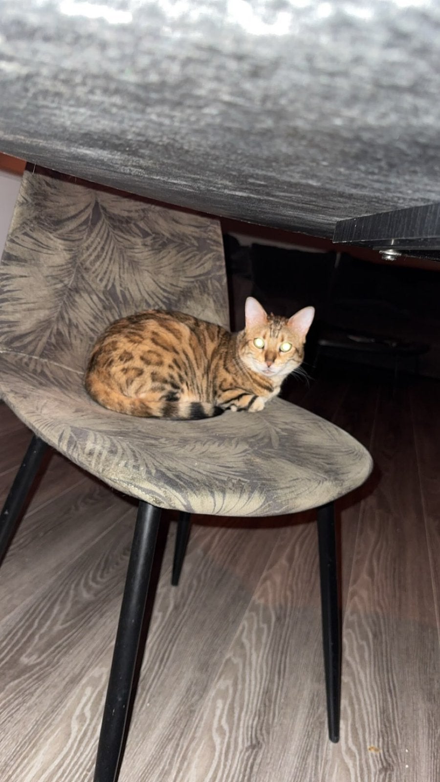 Bengaalse kat, Poes, Kortharig, 3 tot 5 jaar