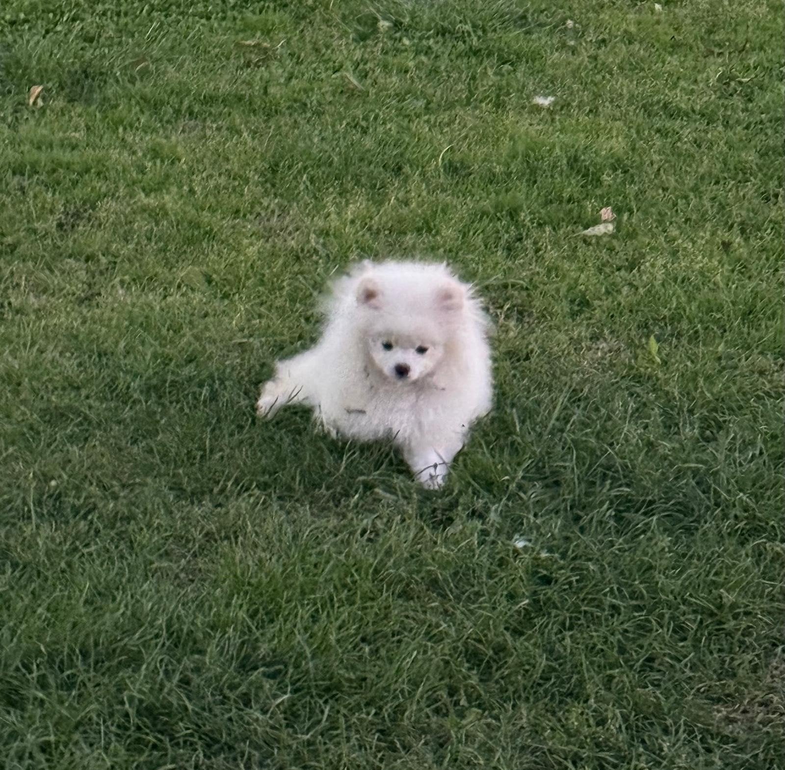 Pomeranian Pomeriaan, Dieren en Toebehoren, Overige rassen, 8 tot 15 weken, Buitenland, Meerdere