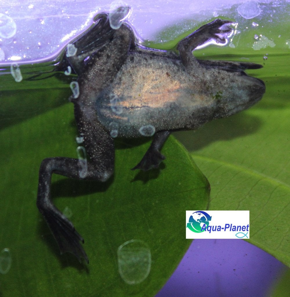 Dwergklauwkikker, Dieren en Toebehoren, Vissen | Aquariumvissen, Overige typen, Zoetwatervis