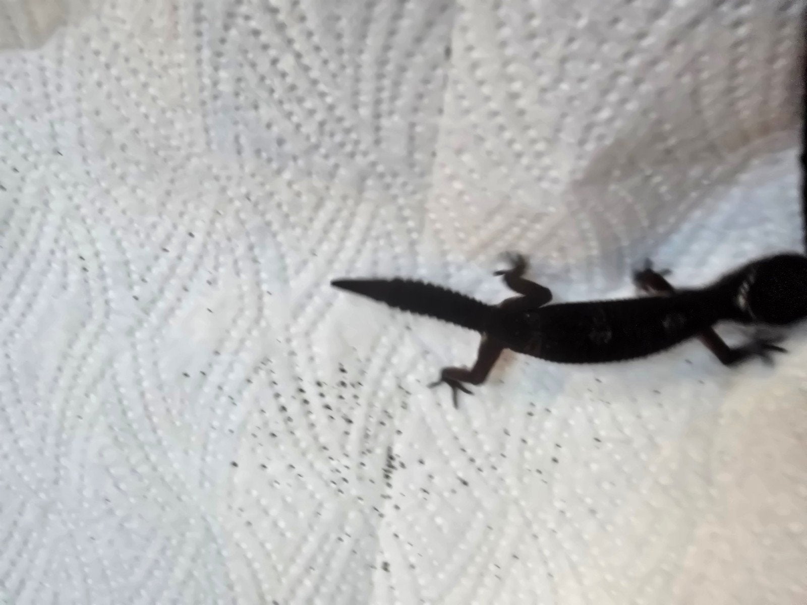Prachtige pure Black Night luipaardgekko's (Eublepharis macu Leopard Gecko photo 12