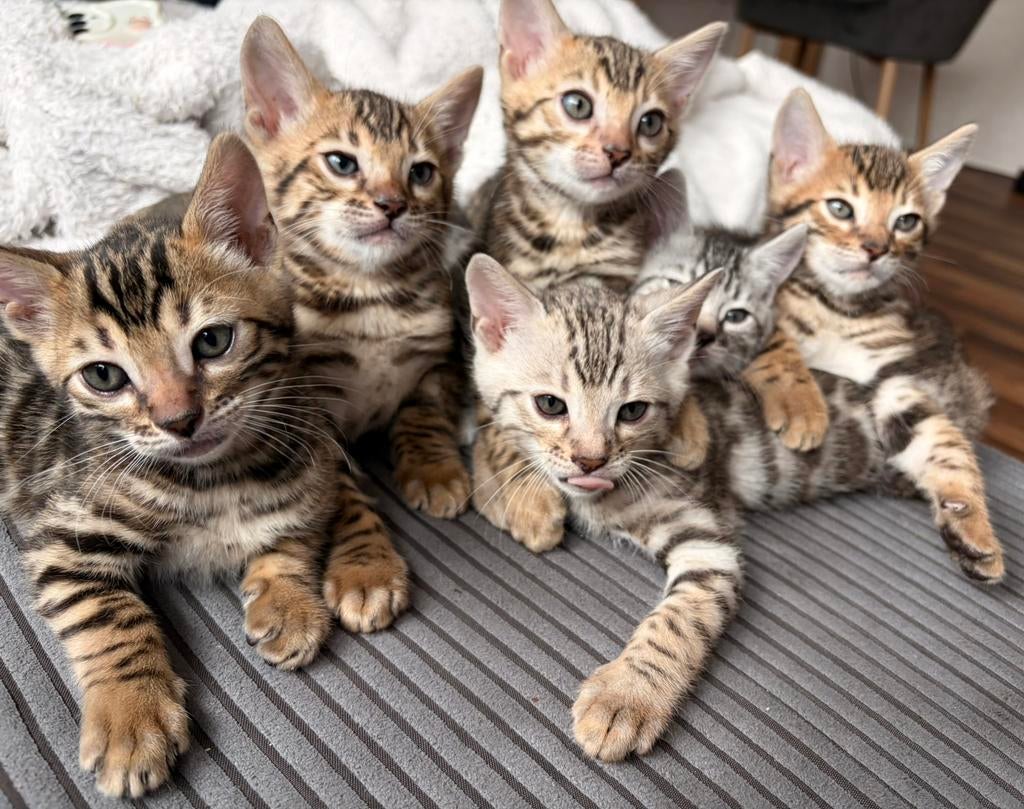 Exclusieve Bengal kittens met stamboom | geboren 03/2026, Meerdere dieren, Met stamboom, 0 tot 2 jaar