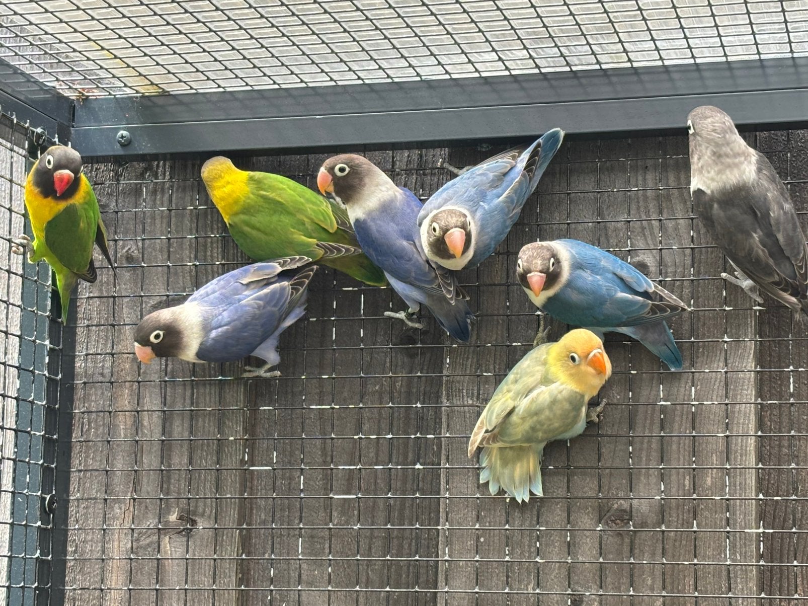 Personatus eigen kweek, Dieren en Toebehoren, Vogels | Parkieten en Papegaaien, Meerdere dieren, Parkiet, Geringd