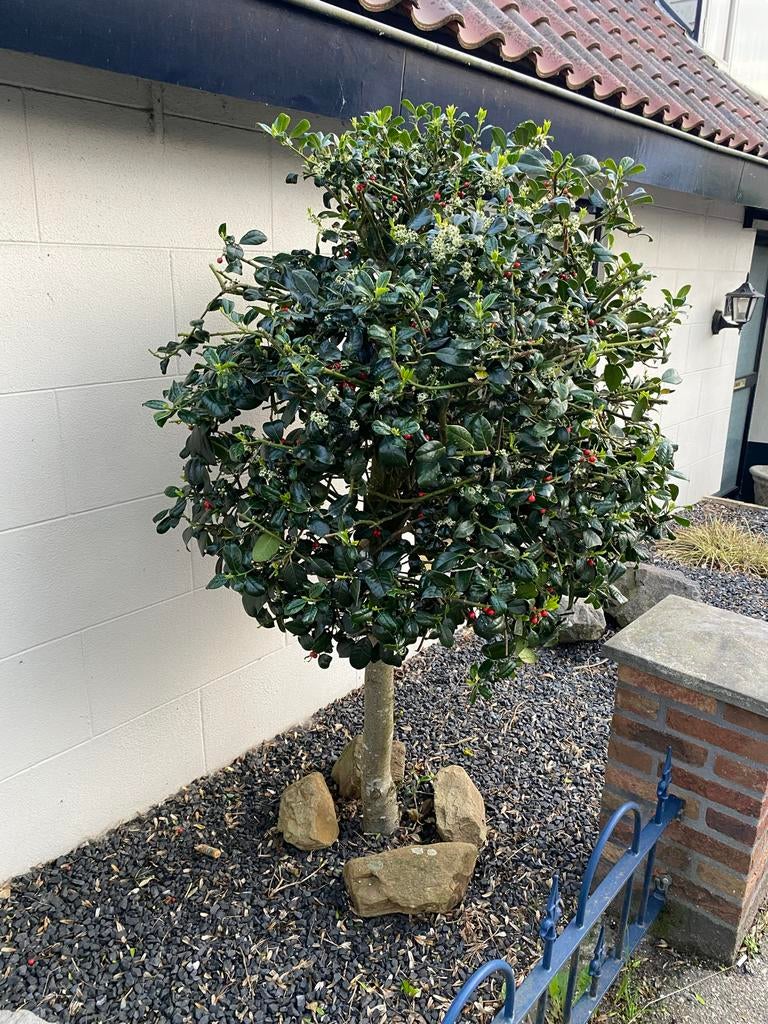 Japanse Hulst op stam - 3 stuks groenblijvende bomen, Halfschaduw, Lente, 100 tot 250 cm, Ophalen