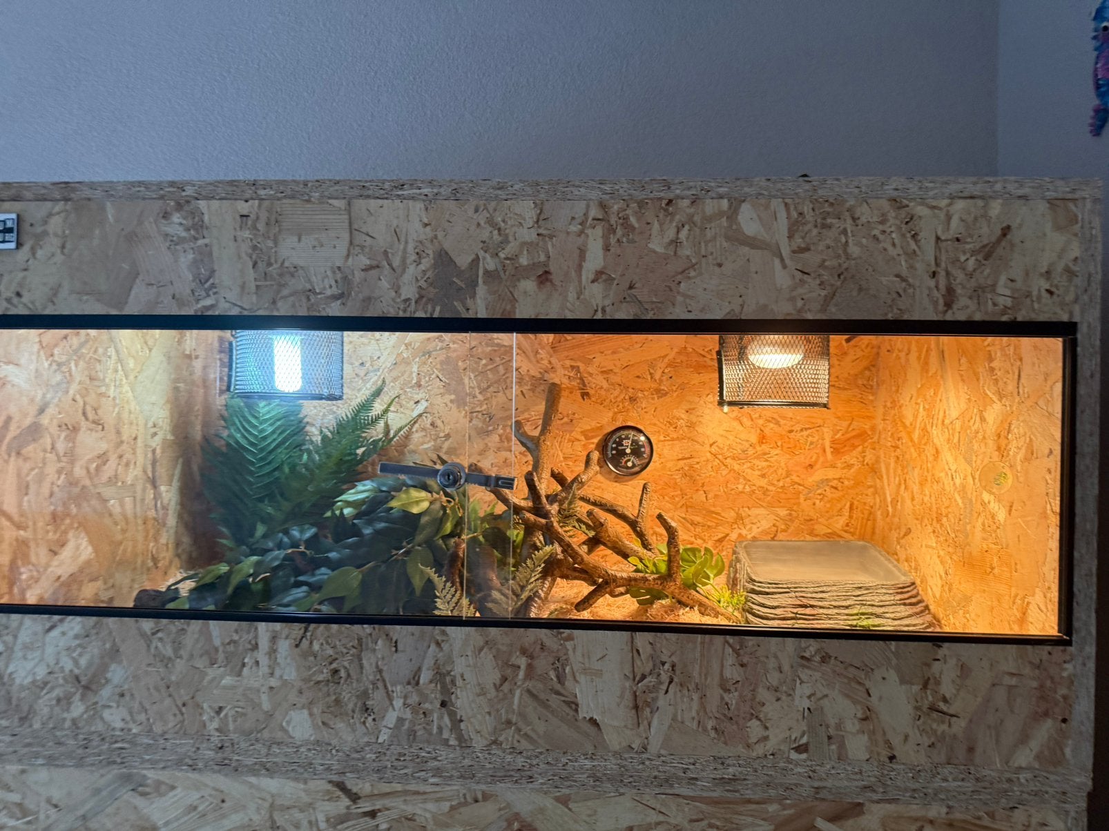 Konings phyton man, Slang, Met terrarium, 0 tot 2 jaar