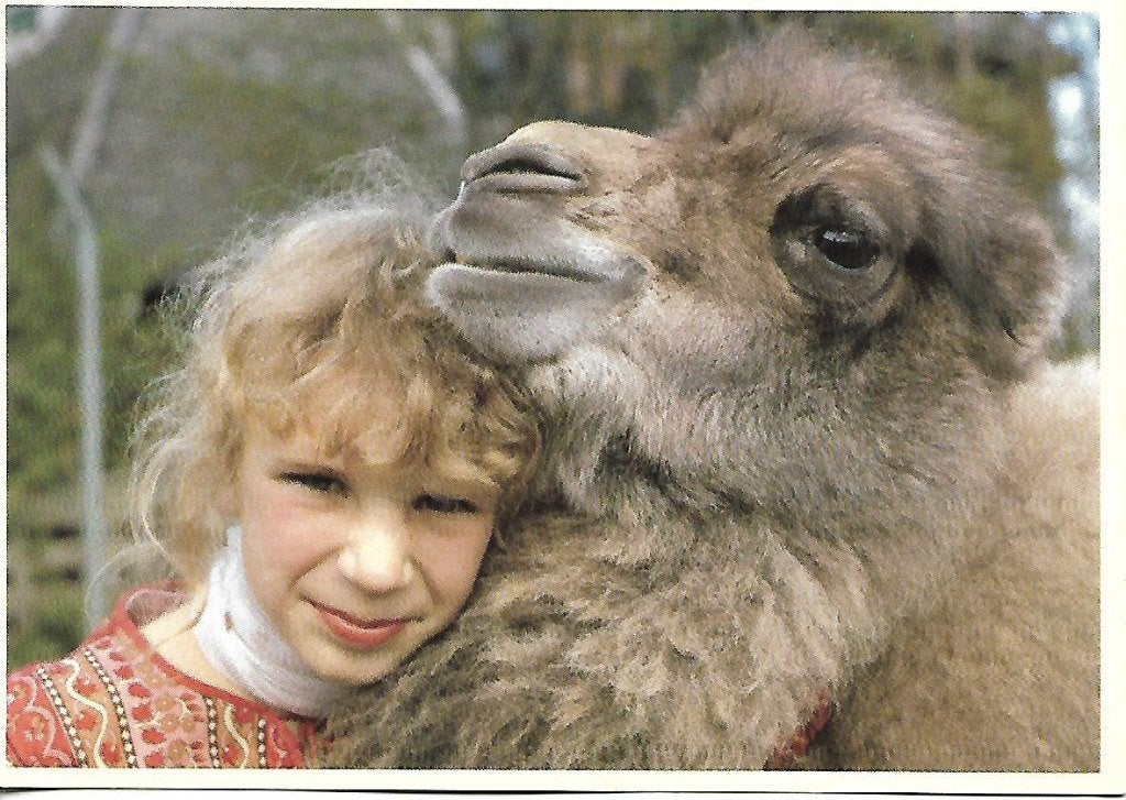 Dieren- -Alpaca., Ophalen of Verzenden, 1980 tot heden, Gelopen, Overige soorten