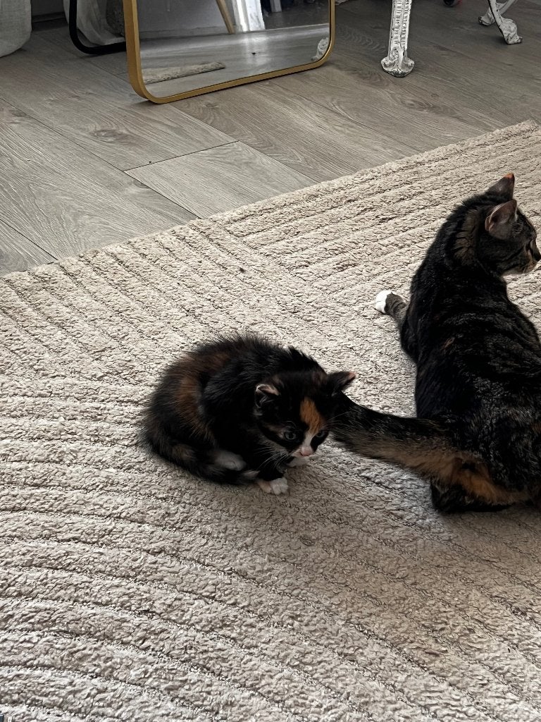Preacher, Fifi en dochtertje Korra zoeken een huisje, Meerdere dieren