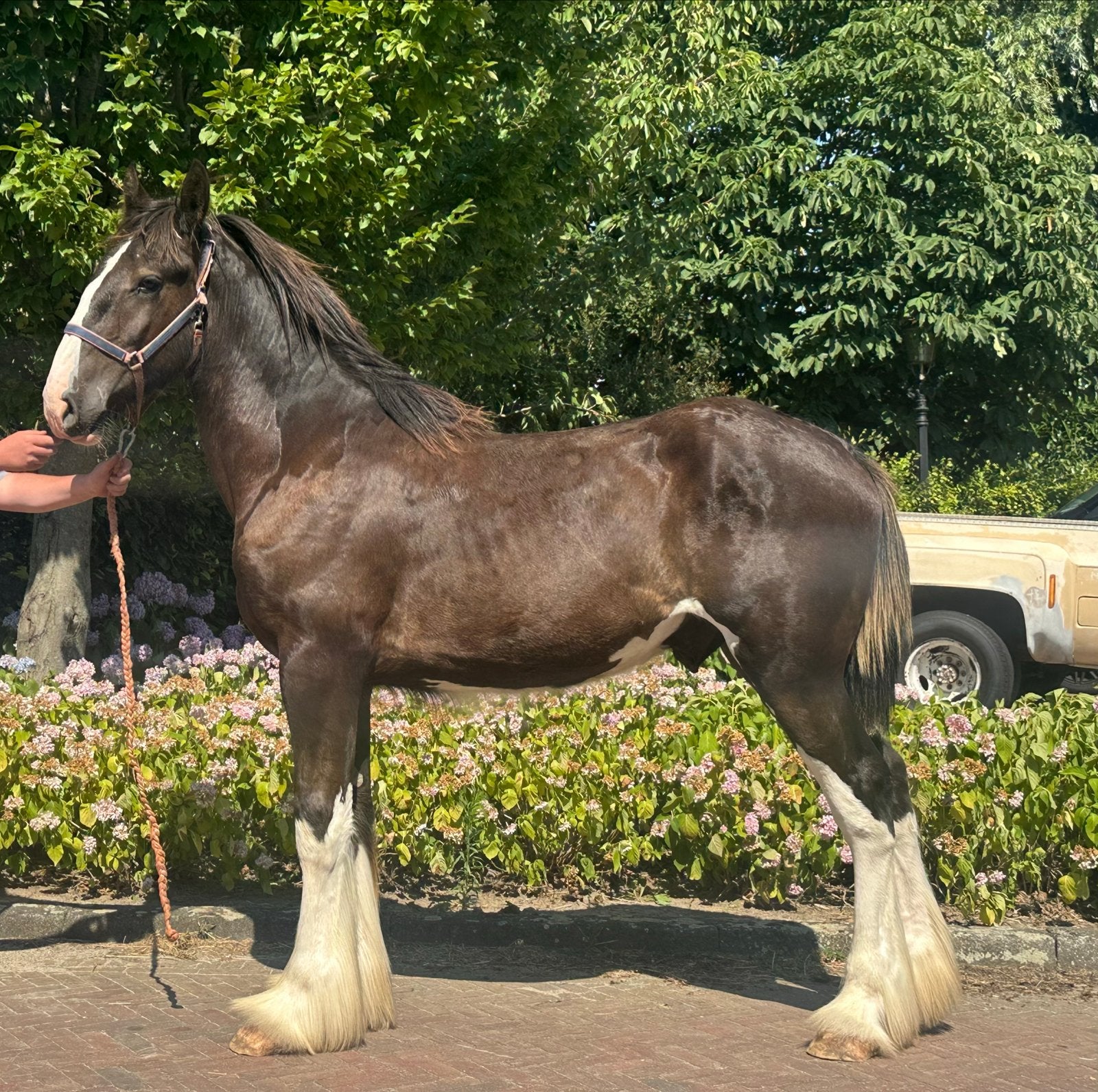 Jaarling Shire Horses te koop hengsten en merrie, Hengst, Niet van toepassing, Minder dan 160 cm, 0 tot 2 jaar