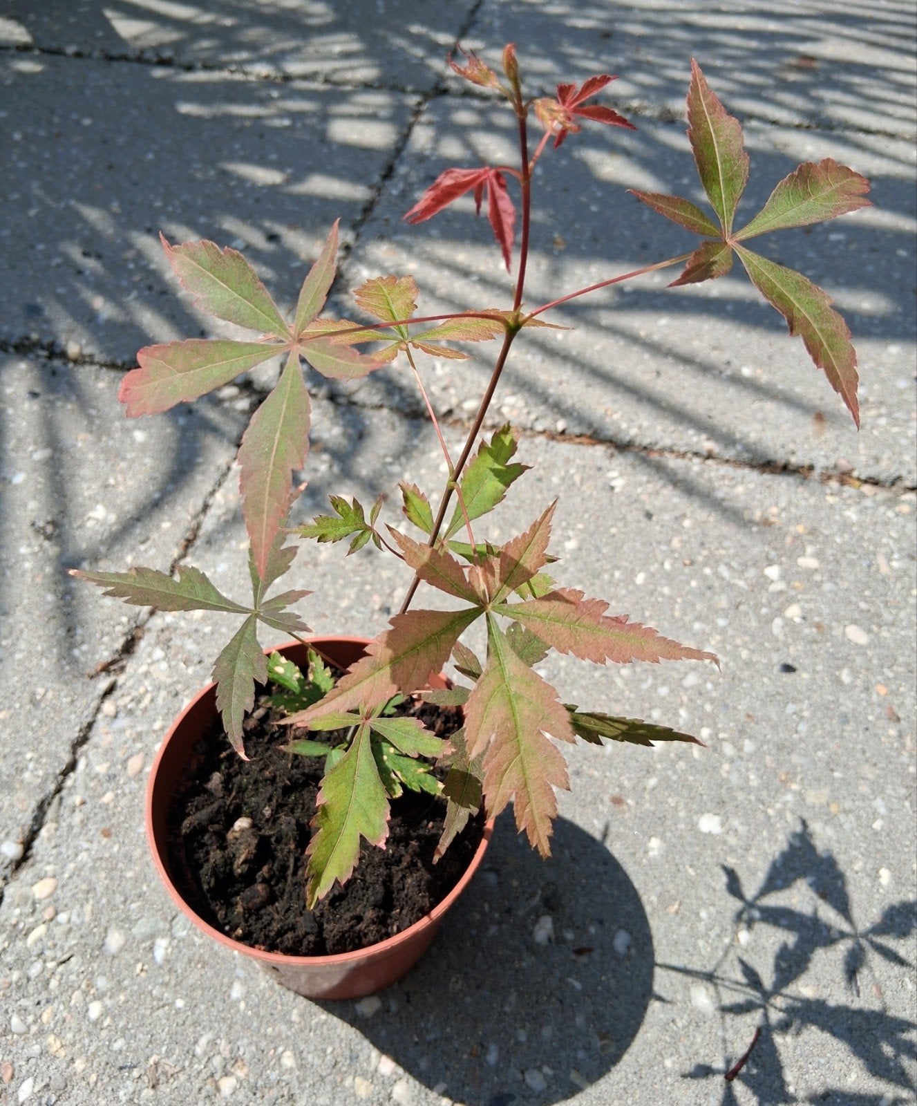 Japanse esdoorn Acer palmatum, Vaste plant, Bloeit niet, Halfschaduw, Ophalen