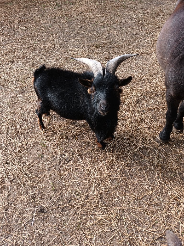 geiten bok, Mannelijk, Geit, 3 tot 5 jaar