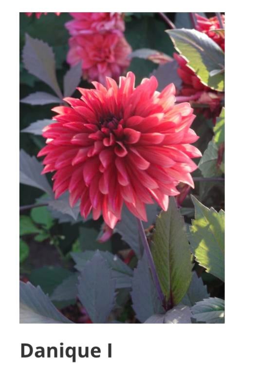 Dahlia bollen - 6 stuks voor €15, Ophalen of Verzenden, Voorjaar, Volle zon, Knol