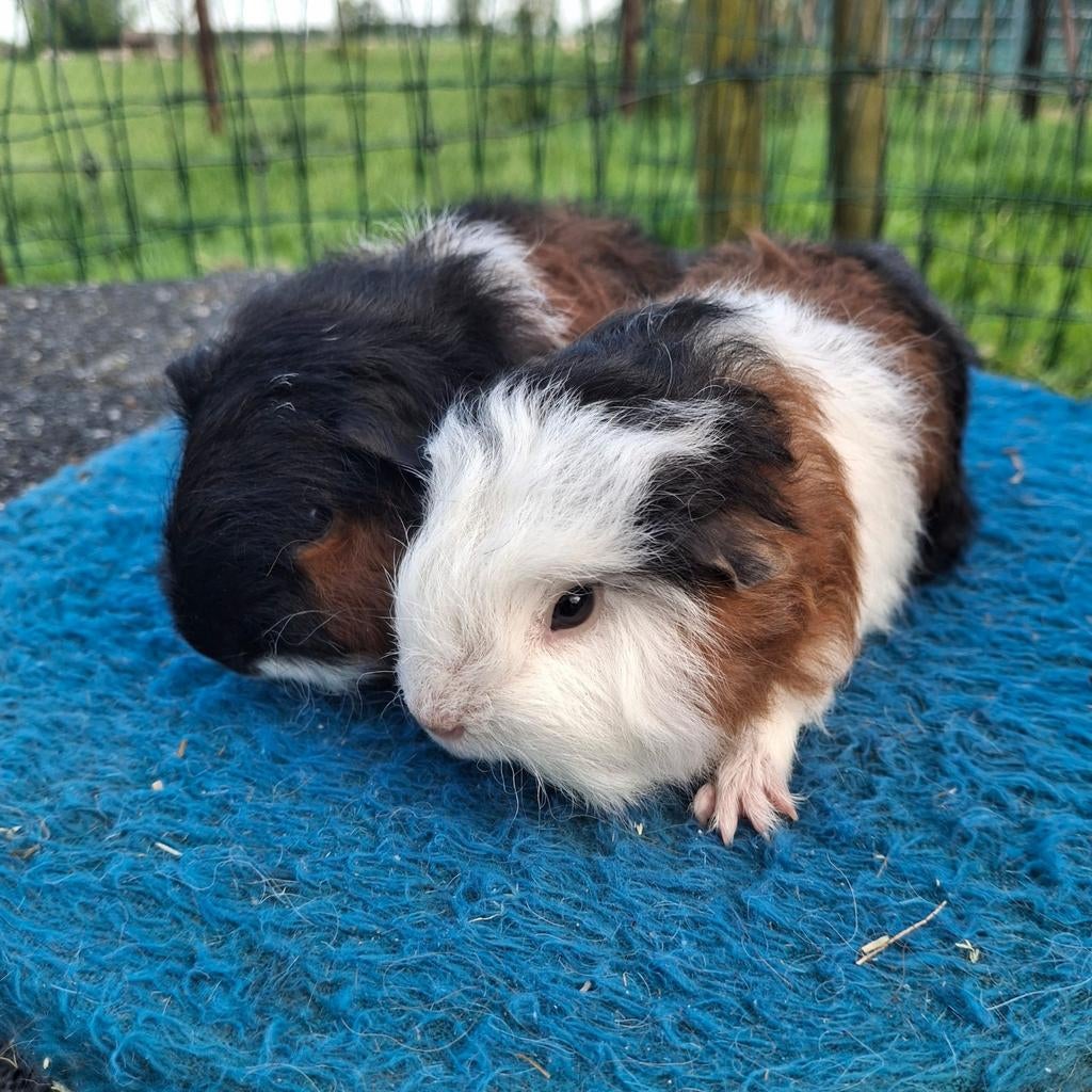 Ch teddy cavia's, April, Mannelijk, Cavia