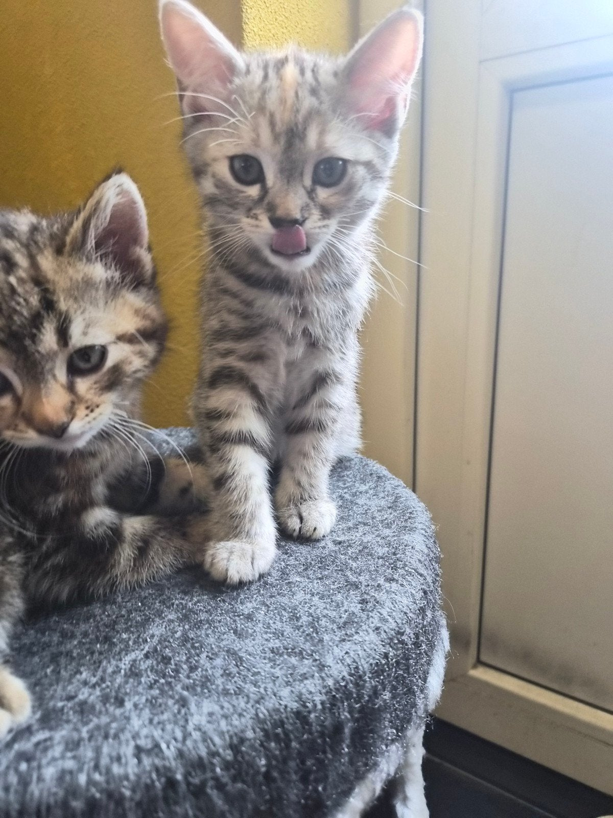 Lieve cypres/sibirische kitten, Dieren en Toebehoren, Poes
