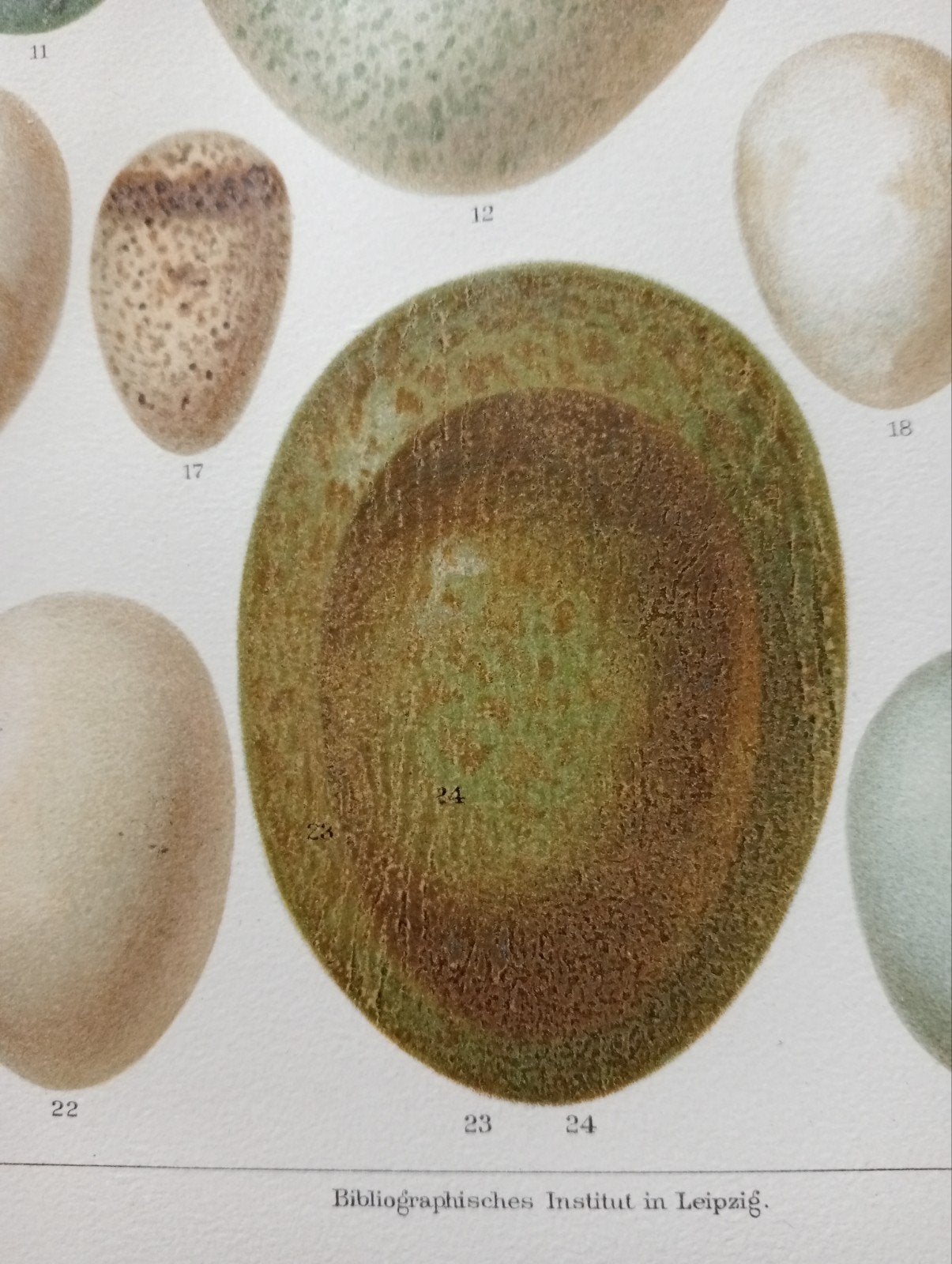Biologie Ornithologie Litho Eieren vogels Europa 1895, Ophalen of Verzenden, Voor 1940, Gebruikt