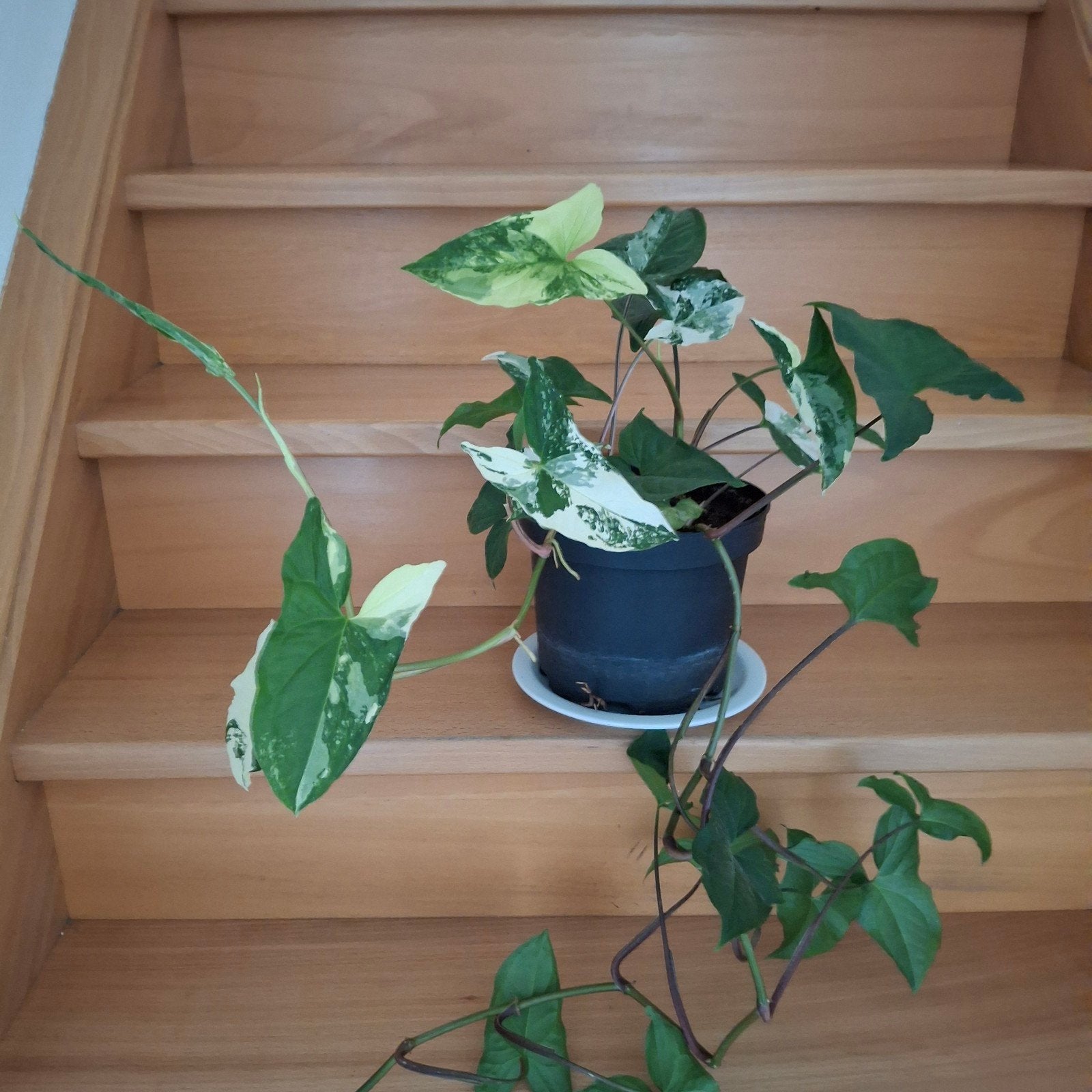Syngonium Albo Variegated, Ophalen of Verzenden, Halfschaduw, Minder dan 100 cm