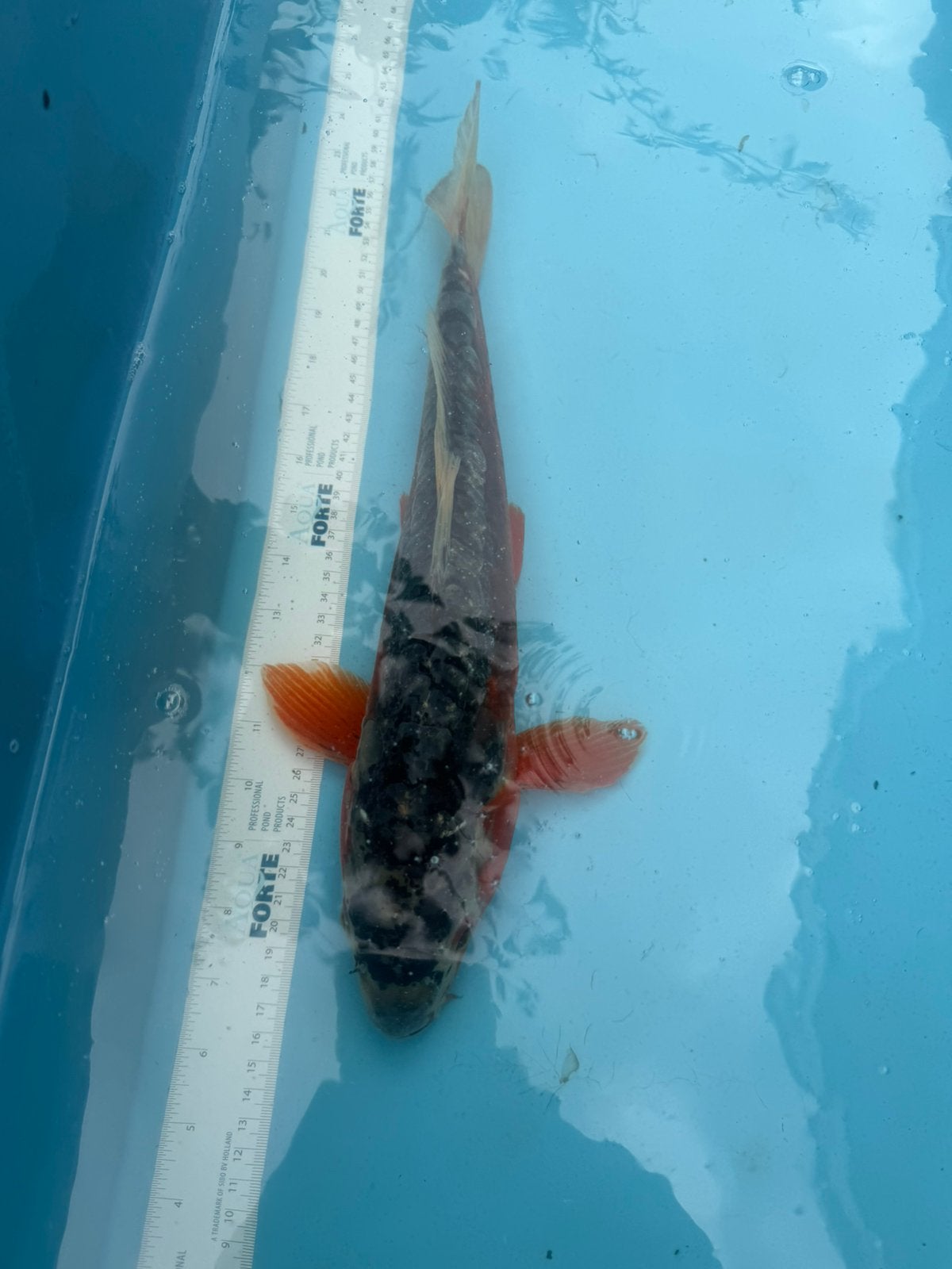 Shusui koi, Dieren en Toebehoren, Karper of Koi