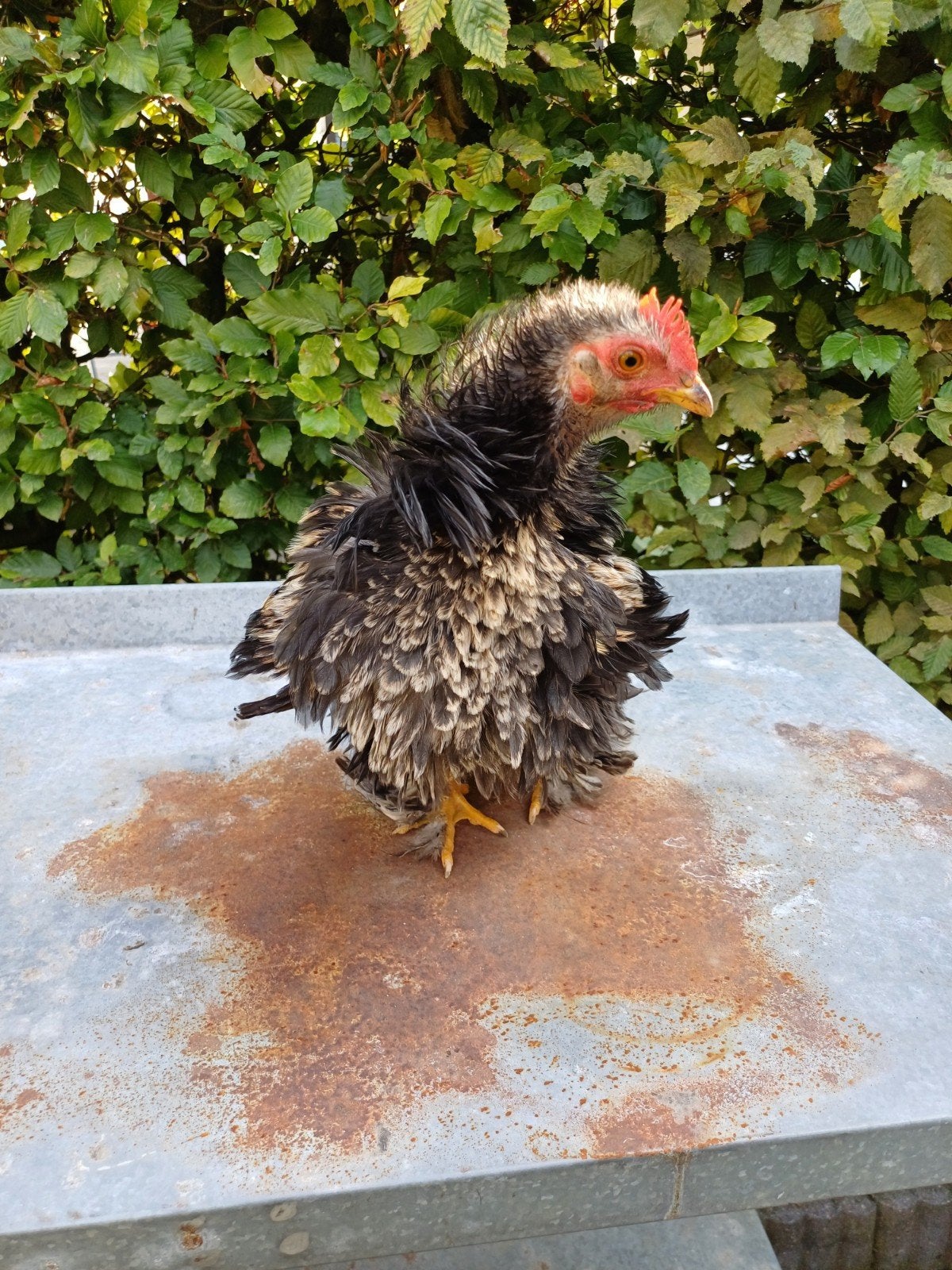 cochin krul haan, Dieren en Toebehoren, Mannelijk, Kip