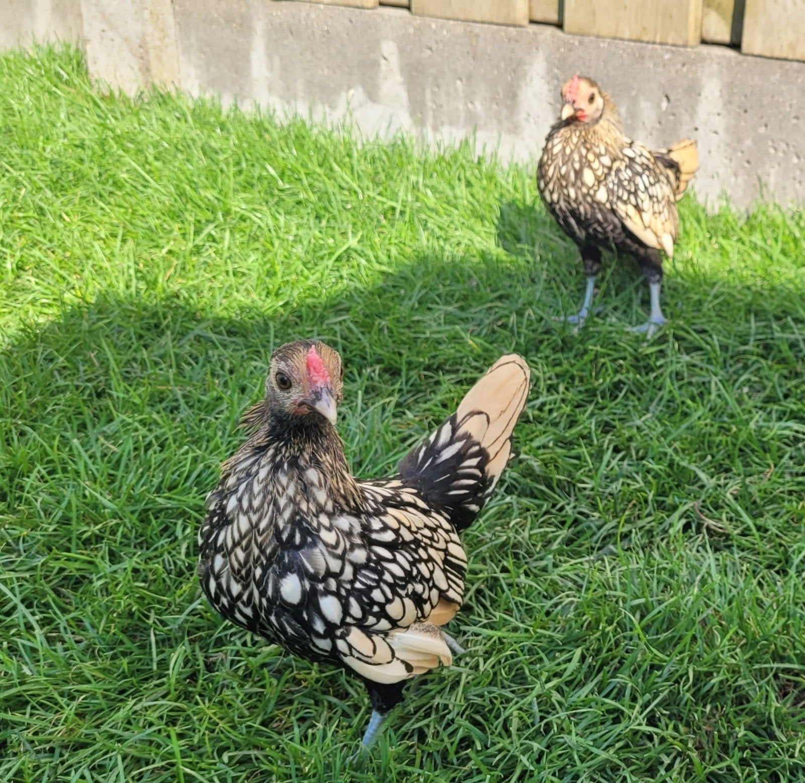 Sebright haan, Dieren en Toebehoren, Mannelijk, Kip