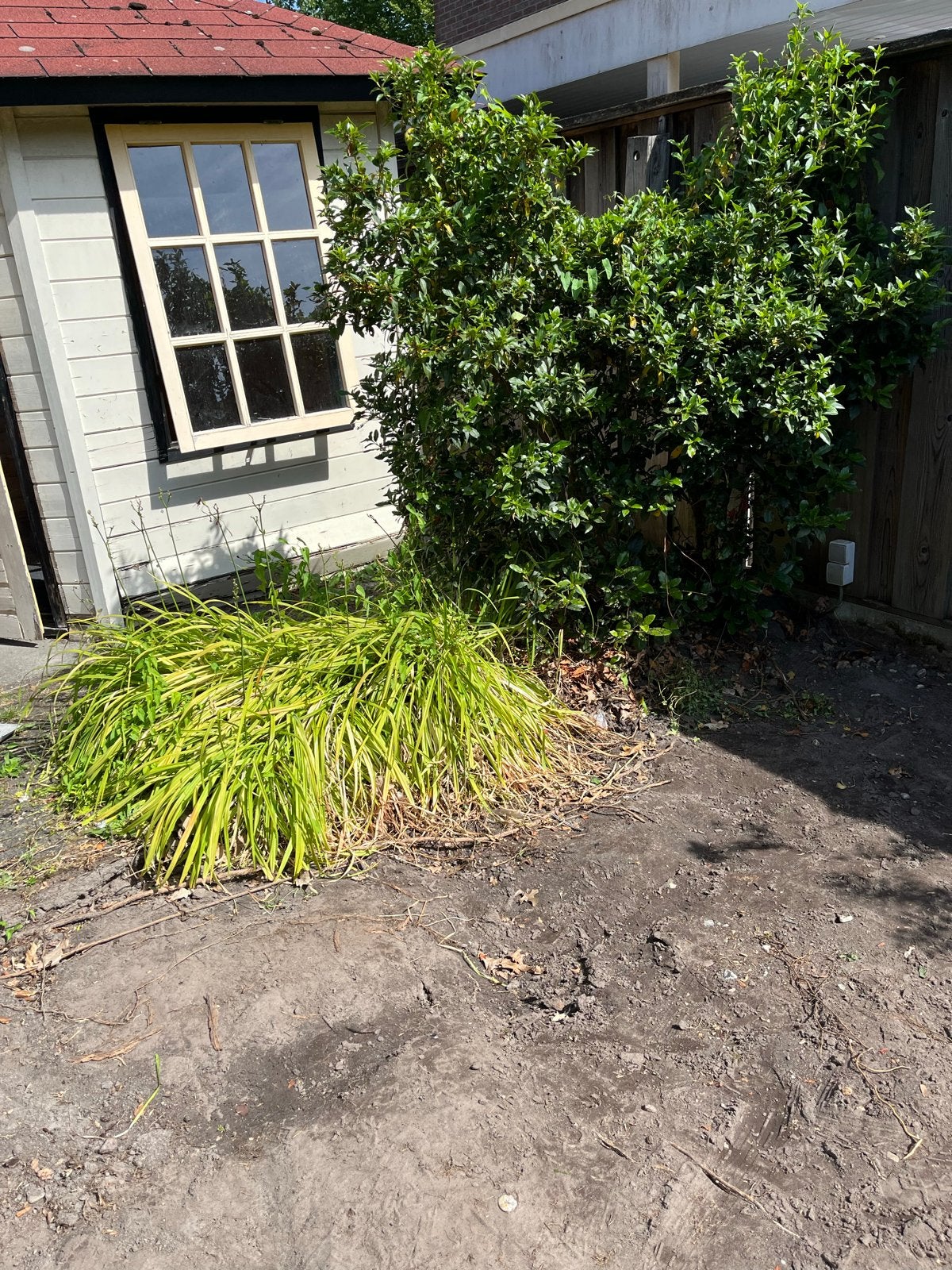 Gratis ophaken Grote vaste plant voor tuin of border, Tuin en Terras, Planten | Tuinplanten, Volle zon, Vaste plant, Bloeit niet