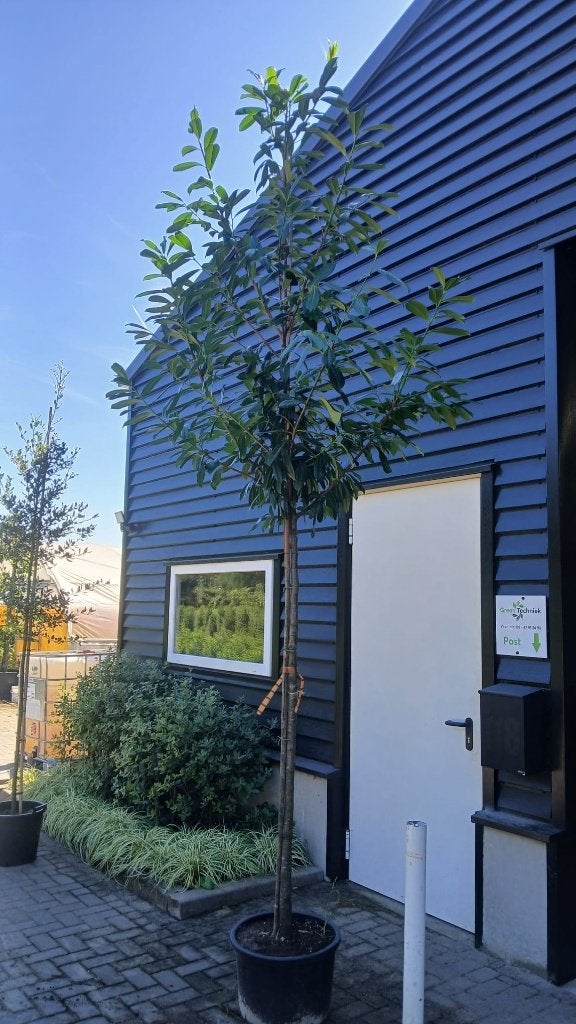 Laurierboom Prunus Novita (Groenblijvend!) €95,-, Tuin en Terras, Planten | Bomen, In pot, Halfschaduw, Lente, 250 tot 400 cm