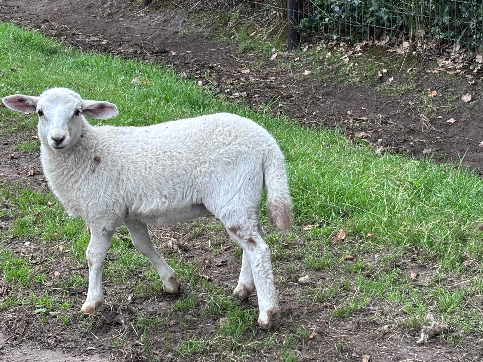 75% maasduin ooi, Dieren en Toebehoren, Vrouwelijk, Schaap