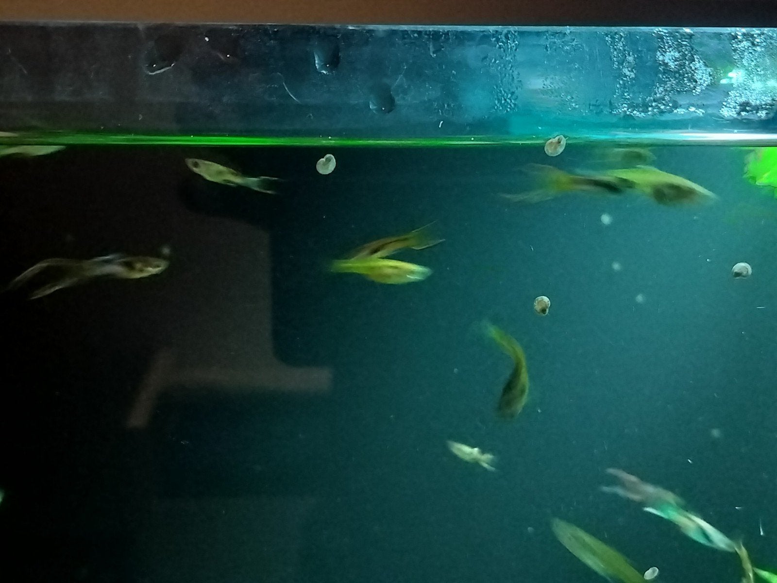 Guppen te koop, Dieren en Toebehoren, Vissen | Aquariumvissen, Vis, Zoetwatervis, Schoolvis