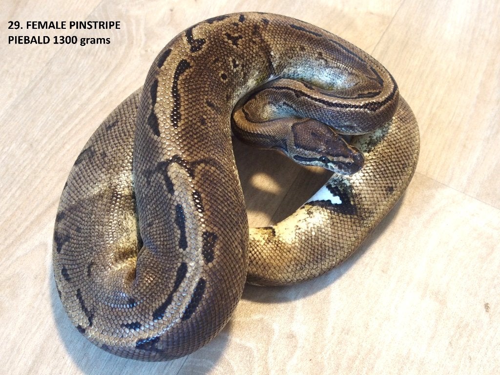 Koningspythons halfwas en volwassen kweekdieren deel 2 Ball Python photo 5