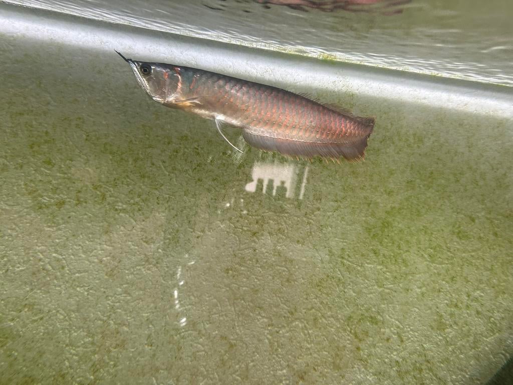 Zilveren arowana, Dieren en Toebehoren, Vissen | Aquariumvissen, Vis