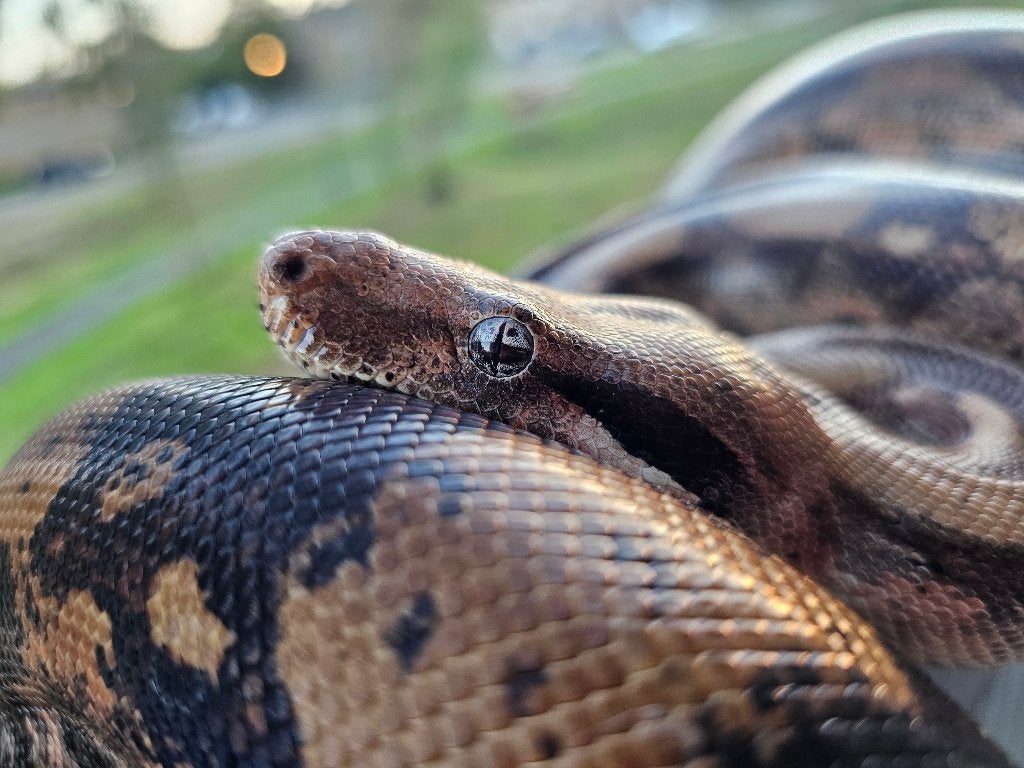 Pinkish fire vrouw boa imperator Boa Constrictor photo 15