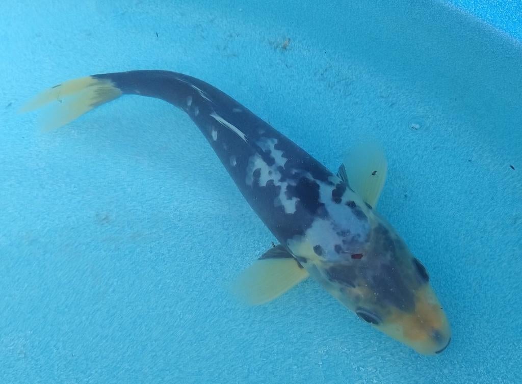 Koi 7 25cm, Karper of Koi
