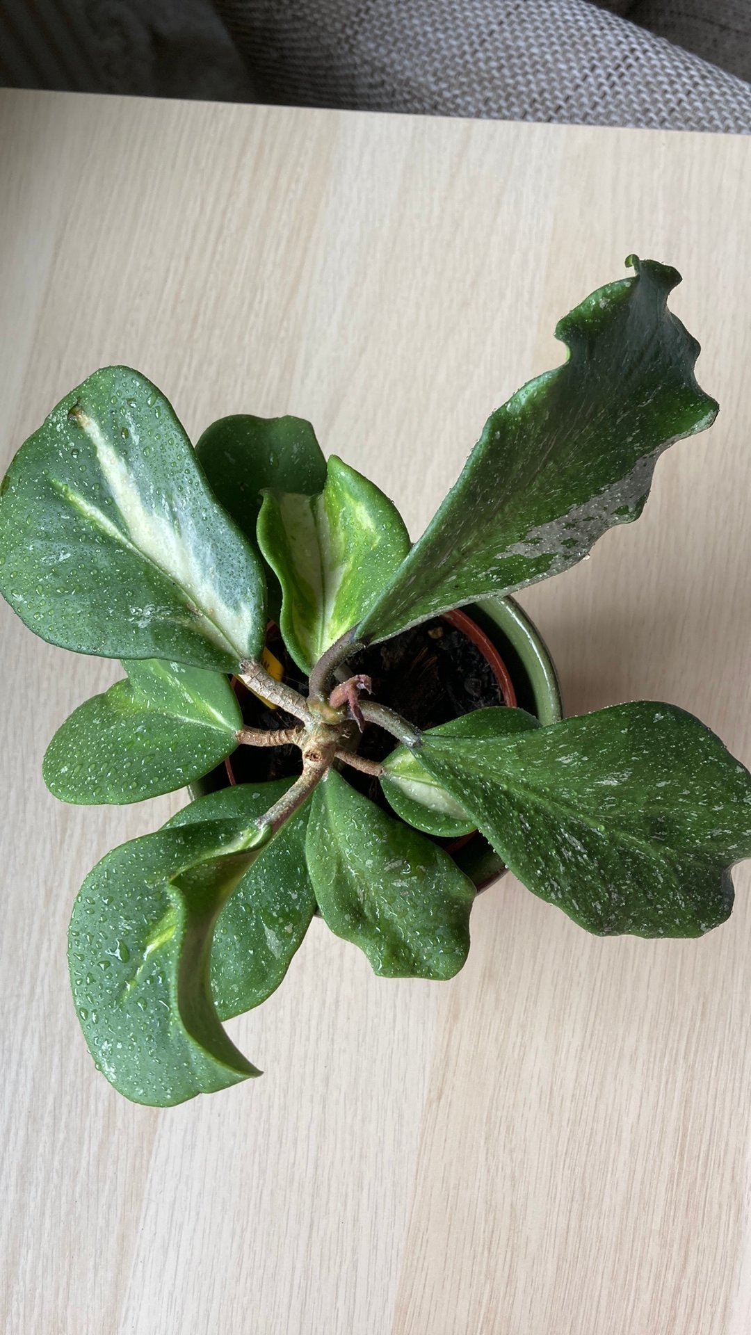 Hoya Obovata variegata picta, Huis en Inrichting, Kamerplanten, Ophalen of Verzenden, Halfschaduw, Minder dan 100 cm