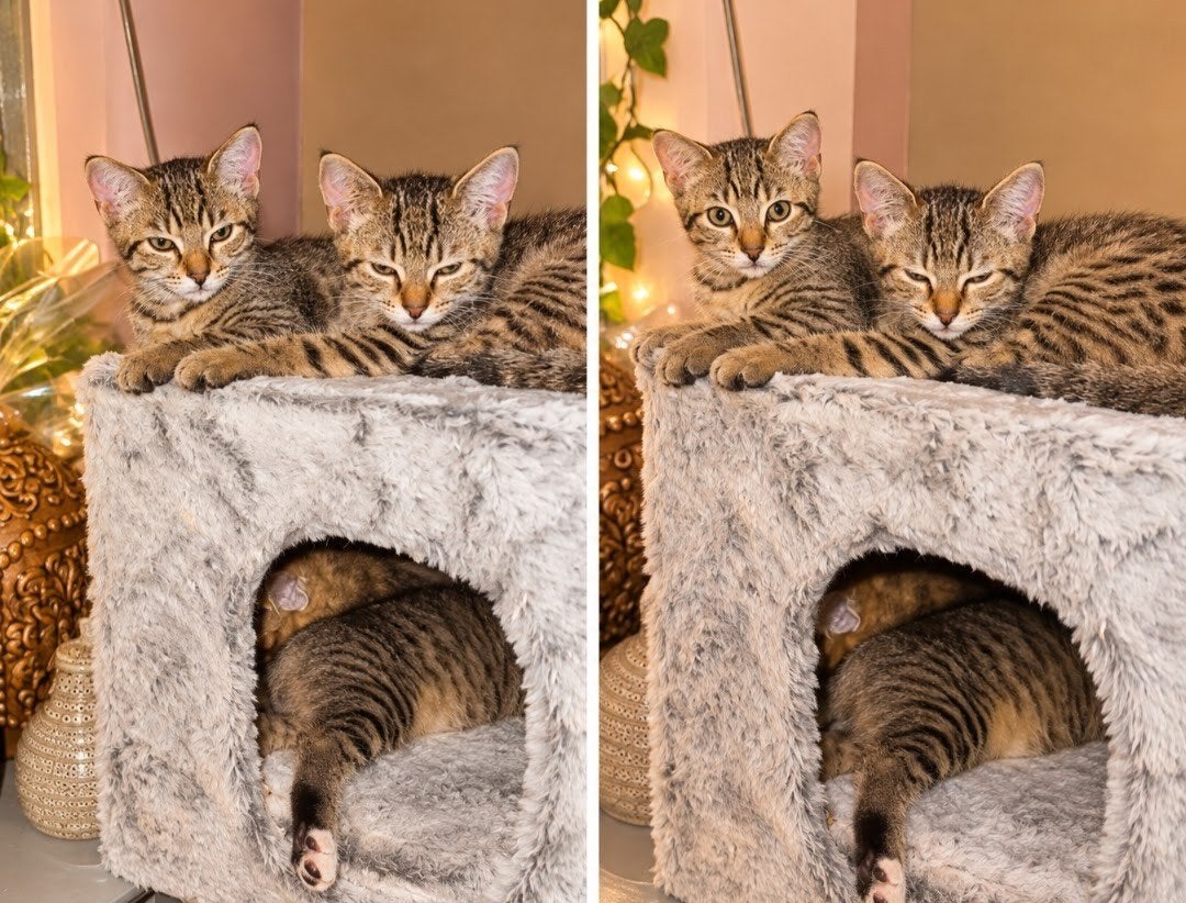 Prachtige britse mix kittens,2 kr gevaccineerd en gechipt, Dieren en Toebehoren, Poes, Kortharig, 0 tot 2 jaar