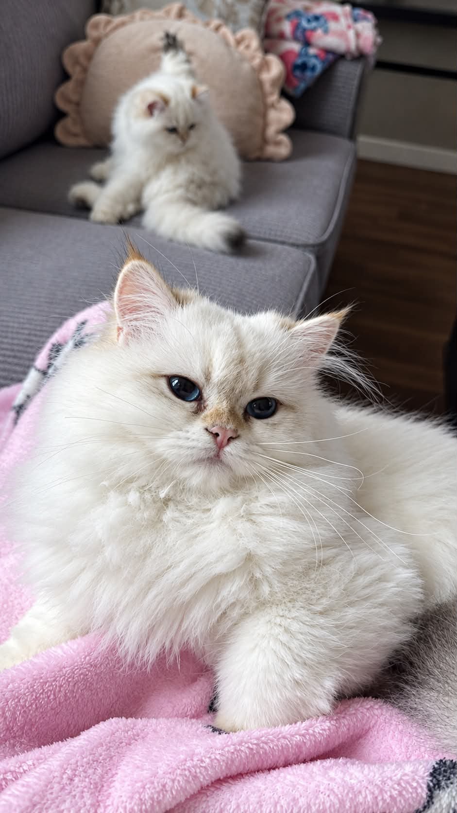 Brits langhaar kittens, Poes, Met stamboom, 0 tot 2 jaar