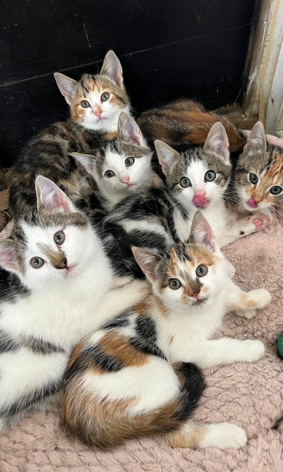 Mooie kittens️, Meerdere dieren