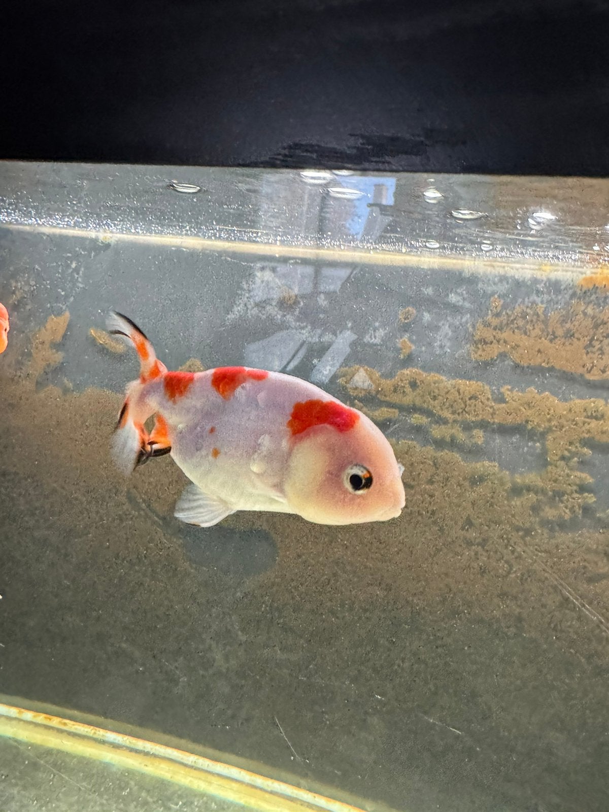 Gratis vissen , goud vissen Ranchu Fancy goldfish vis, Vis