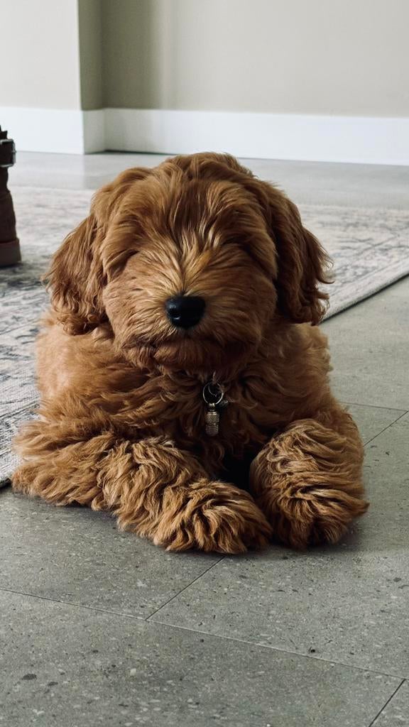 Labradoodle pup kleine medium reu, Reu, 8 tot 15 weken, Eén hond, Nederland