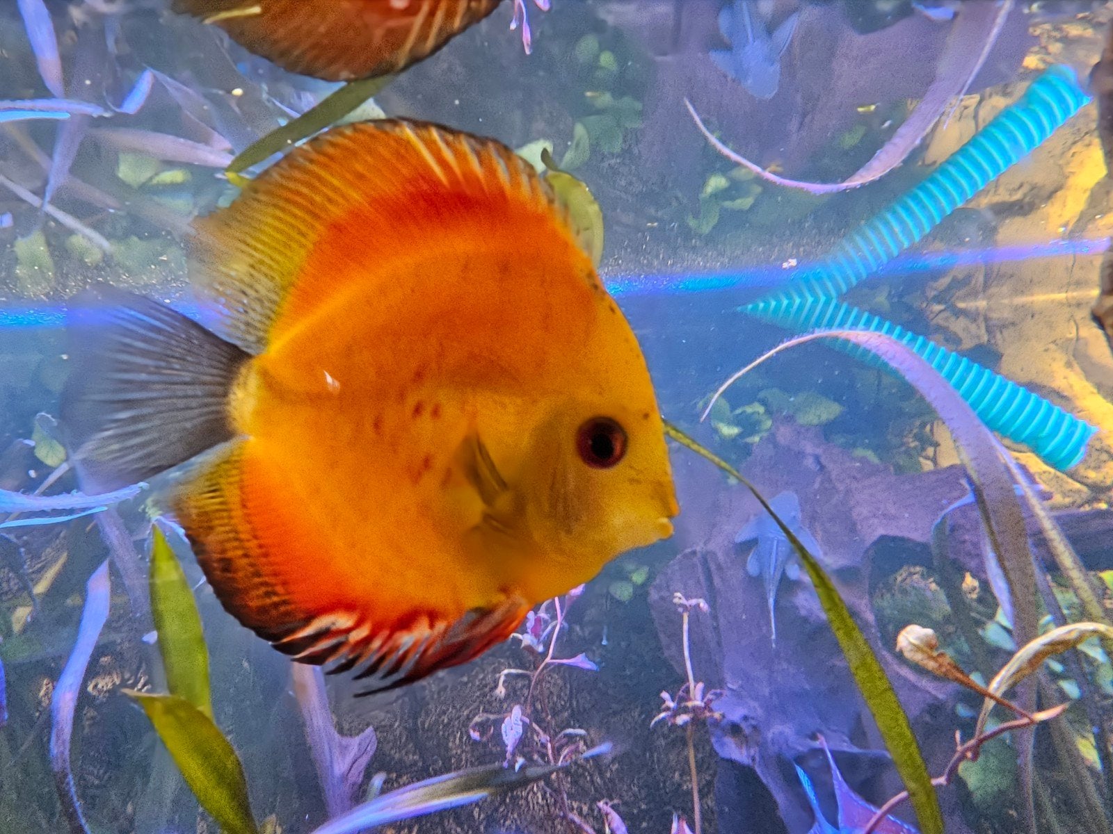 Diacusvis  11 cm, Vis, Zoetwatervis